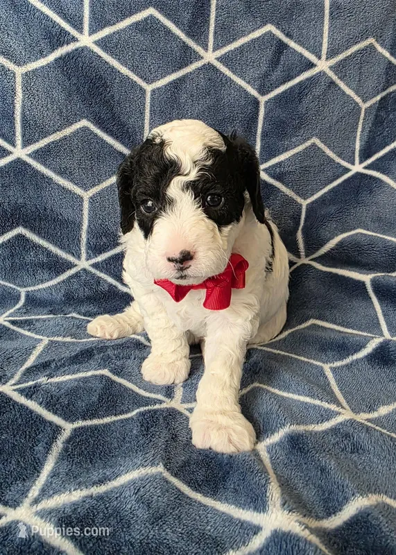 Frost, a male Cavapoo for sale in Scottsville, VA – Photo 1 of 3