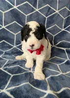 Frost, a male Cavapoo for sale in Scottsville, VA – Photo 1 of 3