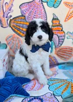 Frost, a male Cavapoo for sale in Scottsville, VA – Photo 1 of 4