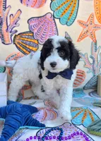 Frost, a male Cavapoo for sale in Scottsville, VA – Photo 2 of 4