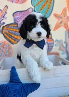 Frost, a male Cavapoo for sale in Scottsville, VA – Photo 3 of 4