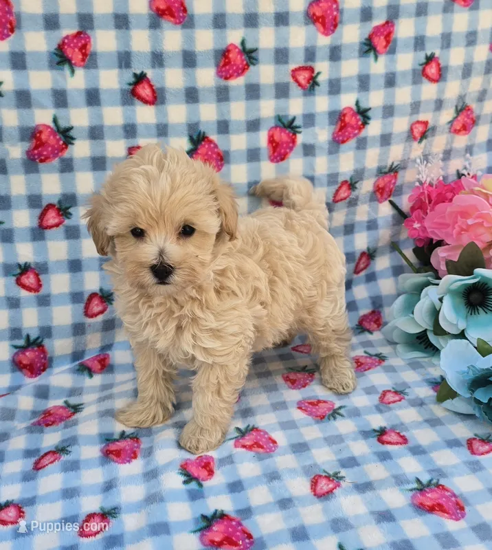 Titan – Maltipoo puppy for sale in Scottsville, VA