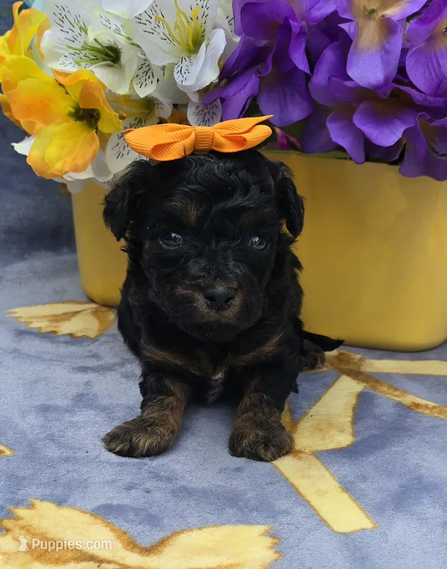 Fiji – Cavapoo puppy for sale in Scottsville, VA