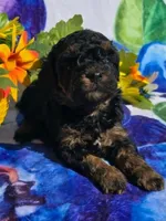 Jade, a female Maltipoo for sale in Scottsville, VA – 3 of 6