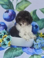 Keebler , a male Havapoo for sale in Scottsville, VA – 1 of 5