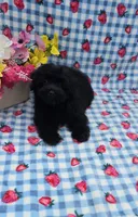 Kaymoi, a female Maltipoo for sale in Scottsville, VA – 3 of 5