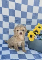 Pooh, a male Maltipoo for sale in Scottsville, VA – 4 of 7