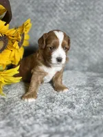 Shaggy , a male Cavapoo for sale in Scottsville, VA – 2 of 7