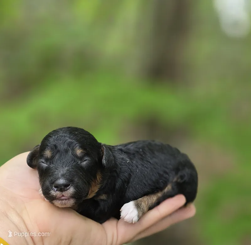 Henry – Yorkipoo puppy for sale in Scottsville, VA