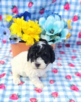 Oscar, a male Yorkipoo for sale in Scottsville, VA – 1 of 4