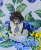 Keebler , a male Havapoo for sale in Scottsville, VA – 3 of 5