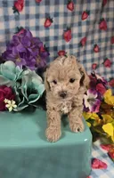 Pooh , a male Maltipoo for sale in Scottsville, VA – 5 of 5