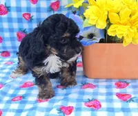 Henry, a male Yorkipoo for sale in Scottsville, VA – 3 of 4
