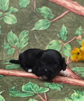 Shade, a male Maltipoo and Havapoo for sale in Scottsville, VA – 2 of 4