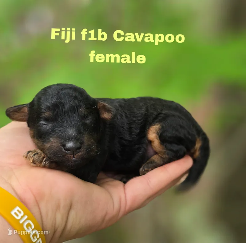 Fiji – Cavapoo puppy for sale in Scottsville, VA