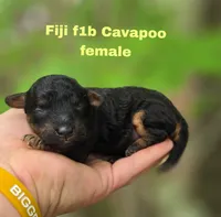 Fiji, a male Cavapoo for sale in Scottsville, VA – 1 of 1