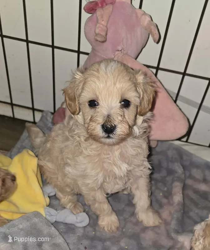 Titan – Maltipoo puppy for sale in Scottsville, VA
