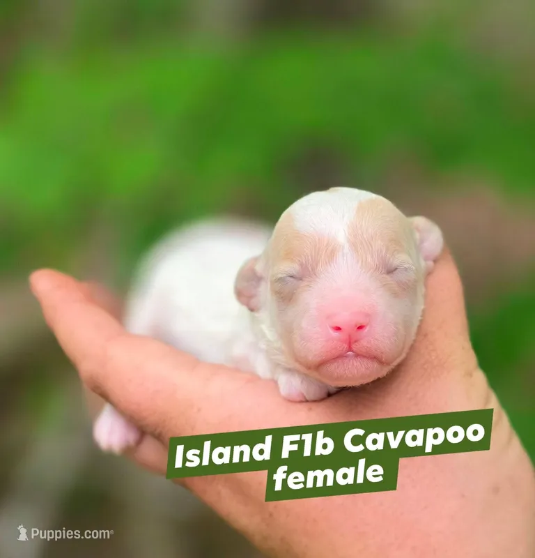 Island – Cavapoo puppy for sale in Scottsville, VA