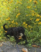 Otter , a male Cavapoo for sale in Scottsville, VA – 6 of 6