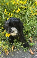 Otter , a male Cavapoo for sale in Scottsville, VA – 3 of 6
