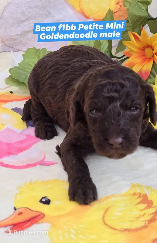 Bean – Miniature Goldendoodle puppy for sale in Scottsville, VA