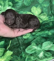 Bean, a male Miniature Goldendoodle for sale in Scottsville, VA – Photo 3 of 4