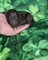 Bean, a male Miniature Goldendoodle for sale in Scottsville, VA – Photo 2 of 4