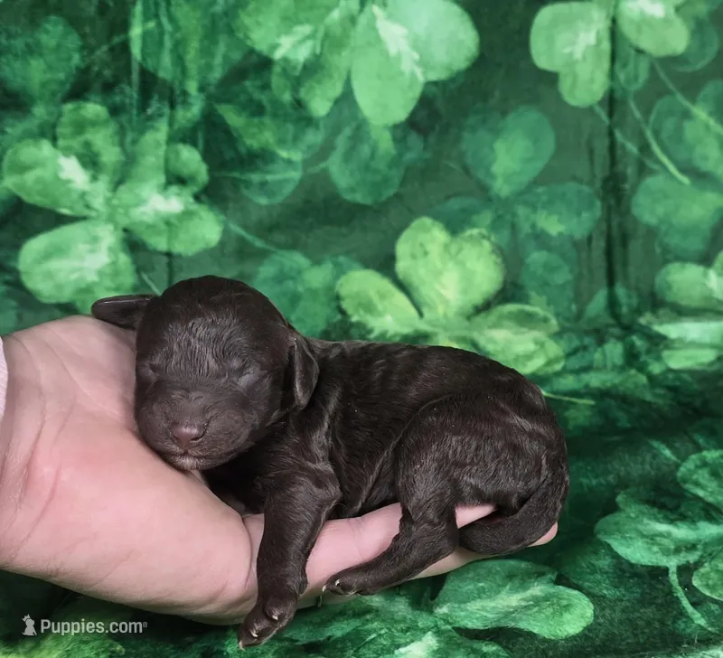Bean, a male Miniature Goldendoodle for sale in Scottsville, VA – Photo 1 of 4