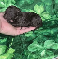 Bean, a male Miniature Goldendoodle for sale in Scottsville, VA – Photo 4 of 4