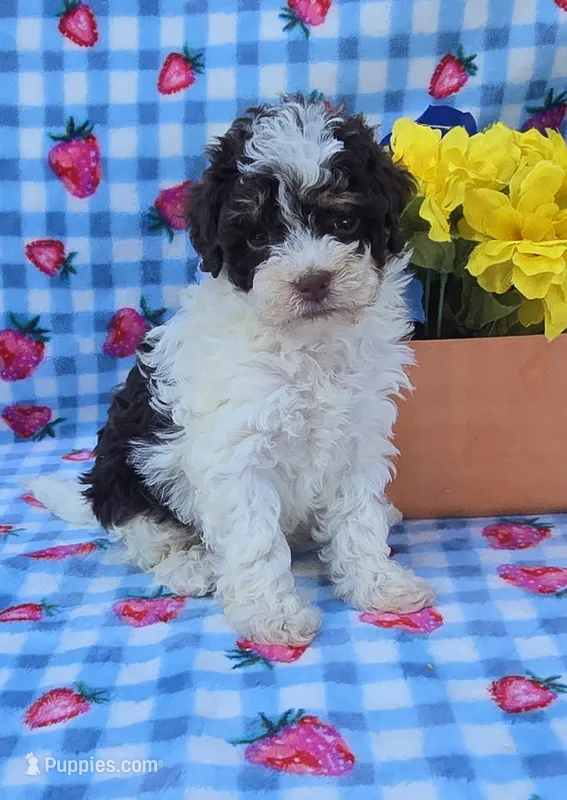 Klarity – Yorkipoo puppy for sale in Scottsville, VA