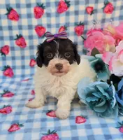 Paisley , a female Havapoo for sale in Scottsville, VA – 2 of 5