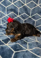 Wynter, a female Cavapoo for sale in Scottsville, VA – Photo 4 of 4