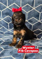 Wynter, a female Cavapoo for sale in Scottsville, VA – Photo 1 of 4