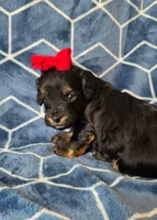 Wynter, a female Cavapoo for sale in Scottsville, VA – Photo 3 of 4