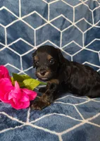 Wynter, a female Cavapoo for sale in Scottsville, VA – Photo 2 of 4