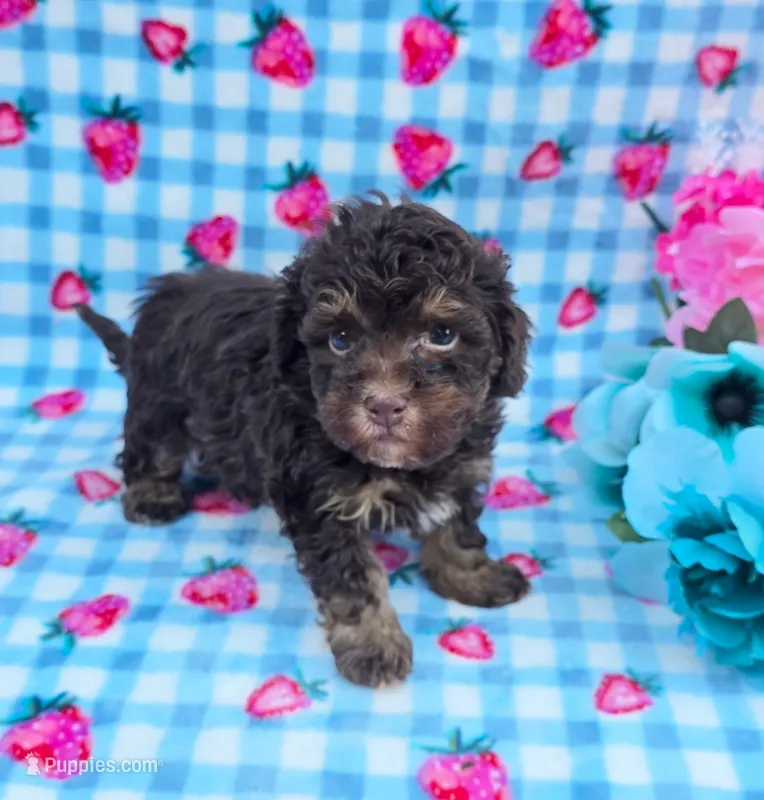 Percy  – Havanese puppy for sale in Scottsville, VA