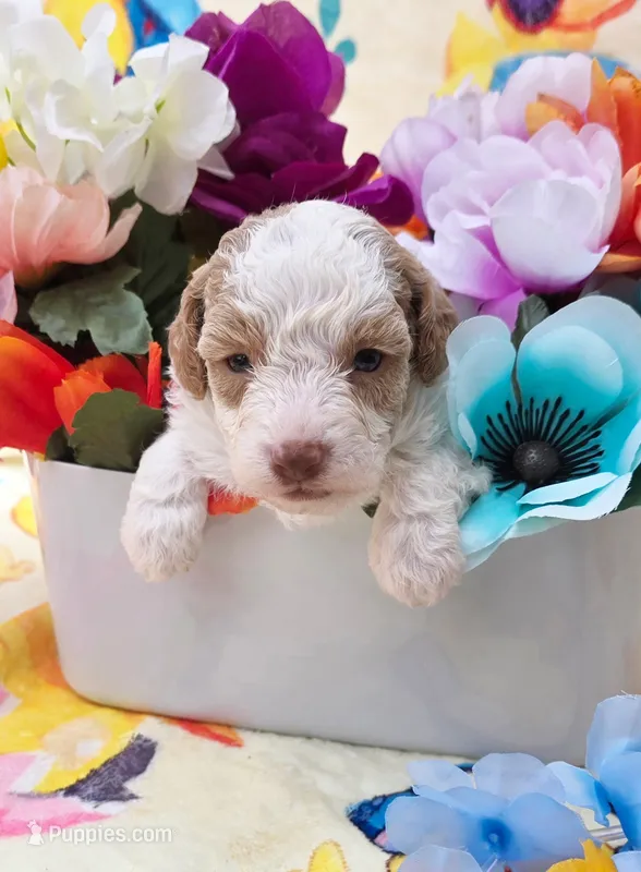 Coast – Yorkipoo puppy for sale in Scottsville, VA