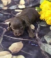 Waylon, a  Havapoo for sale in Scottsville, VA – Photo 3 of 4