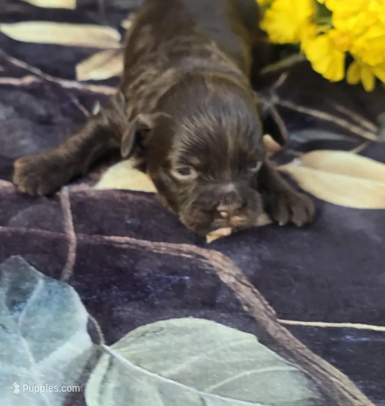Waylon – Havapoo puppy for sale in Scottsville, VA