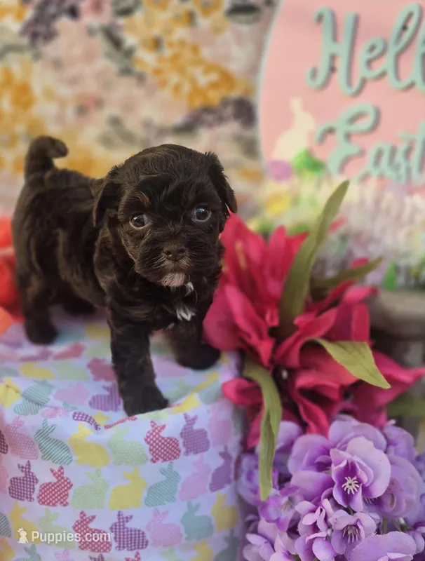 Waylon – Havapoo puppy for sale in Scottsville, VA