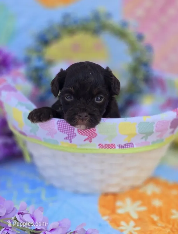 Waylon – Havapoo puppy for sale in Scottsville, VA