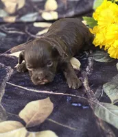 Waylon, a  Havapoo for sale in Scottsville, VA – Photo 4 of 4