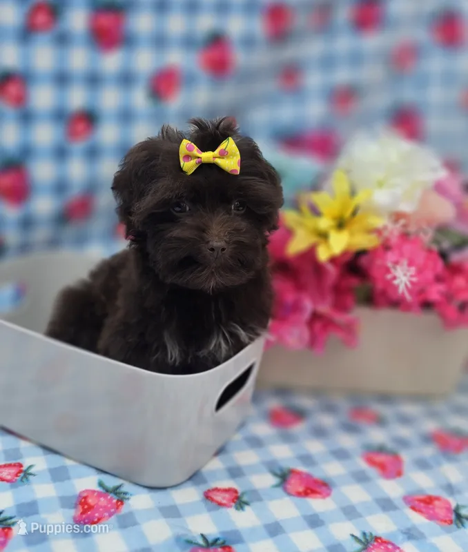 Nuria – Maltipoo puppy for sale in Scottsville, VA