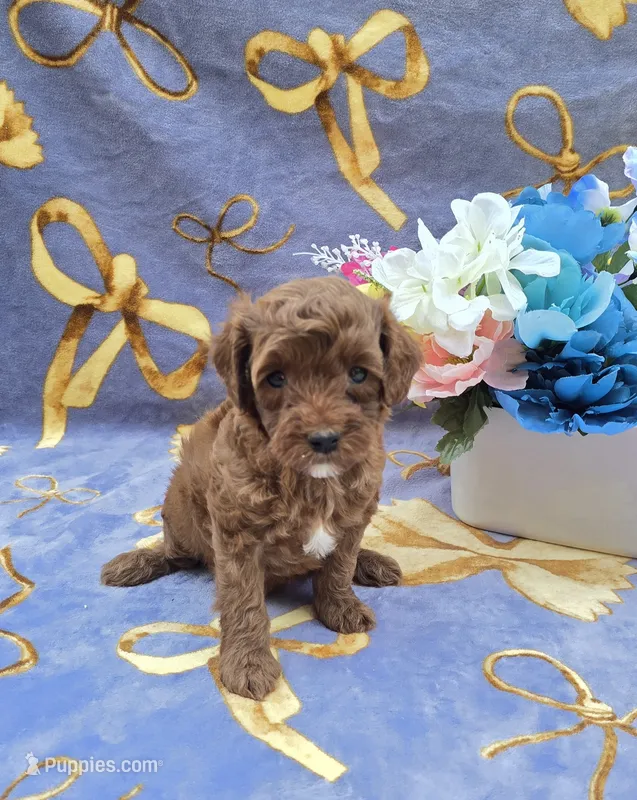 Bali – Cavapoo puppy for sale in Scottsville, VA