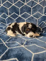 Krystlyn, a female Cavapoo for sale in Scottsville, VA – Photo 4 of 4