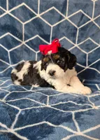 Krystlyn, a female Cavapoo for sale in Scottsville, VA – Photo 1 of 4