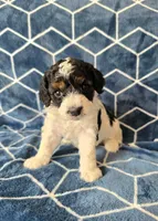 Krystlyn, a female Cavapoo for sale in Scottsville, VA – Photo 3 of 4