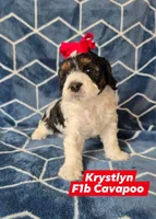 Krystlyn, a female Cavapoo for sale in Scottsville, VA – Photo 2 of 4