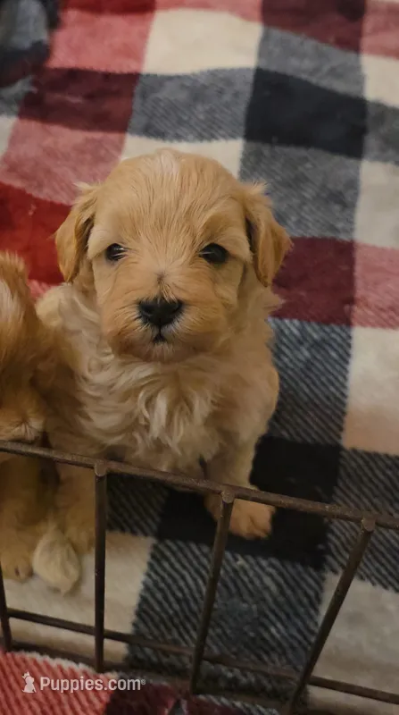 Titan – Maltipoo puppy for sale in Scottsville, VA