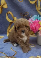 Hibiscus , a female Cavapoo for sale in Scottsville, VA – 5 of 6